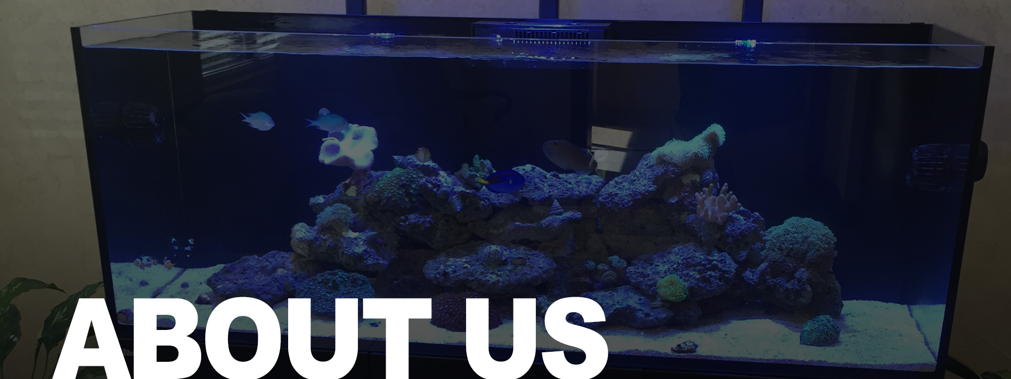 About Us Clear Water Aquariums